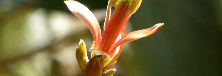 Rote Ahornknospe im Frühling